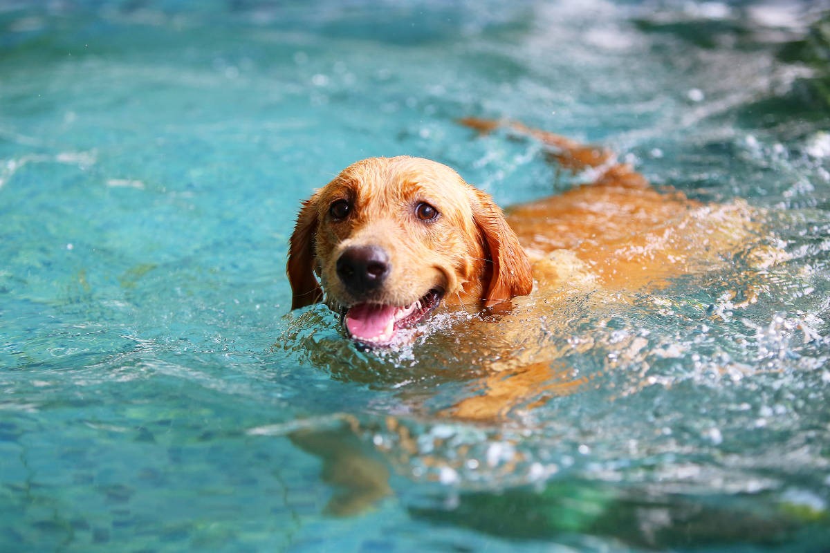 Dogs in the Swimming Pool