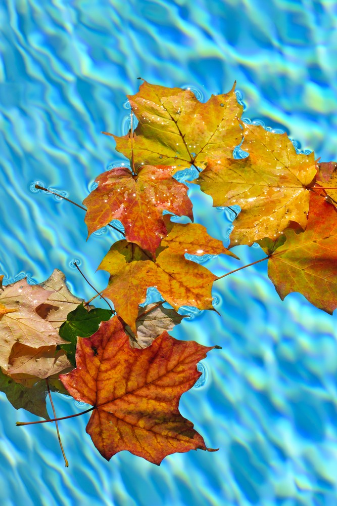 Leaves in your pool can cramp your style.