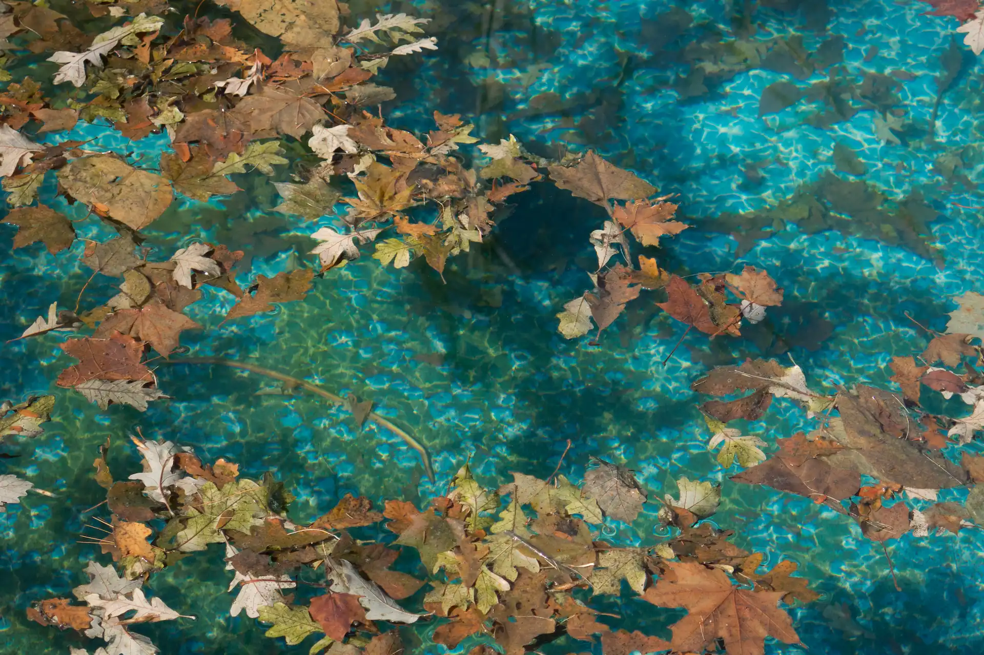 Close up on autumn leaves fallen into an inground pool. Fallen leaves are a sign of when it's time for a pool closing in Pennsylvania.